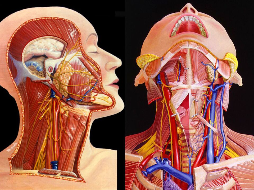 anatomia gâtului